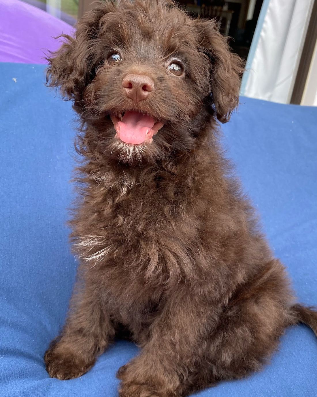 Three years ago today, Ella came into our lives and made every, Sniff and Shift on Instagram