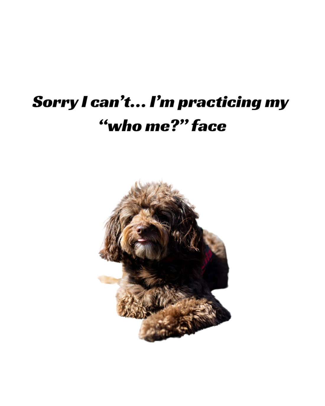 Sorry I can’t, I’m busy practicing my “who, me?” face… probably, Sniff and Shift on Instagram
