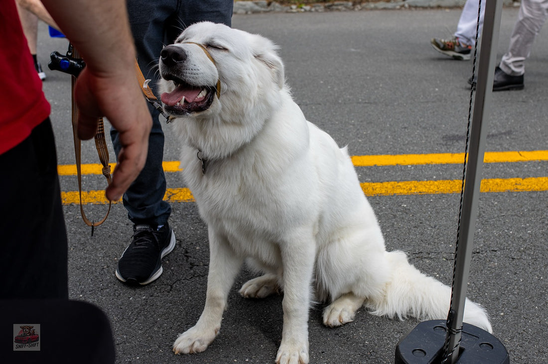Weekend mode: ON, Sniff and Shift on Instagram