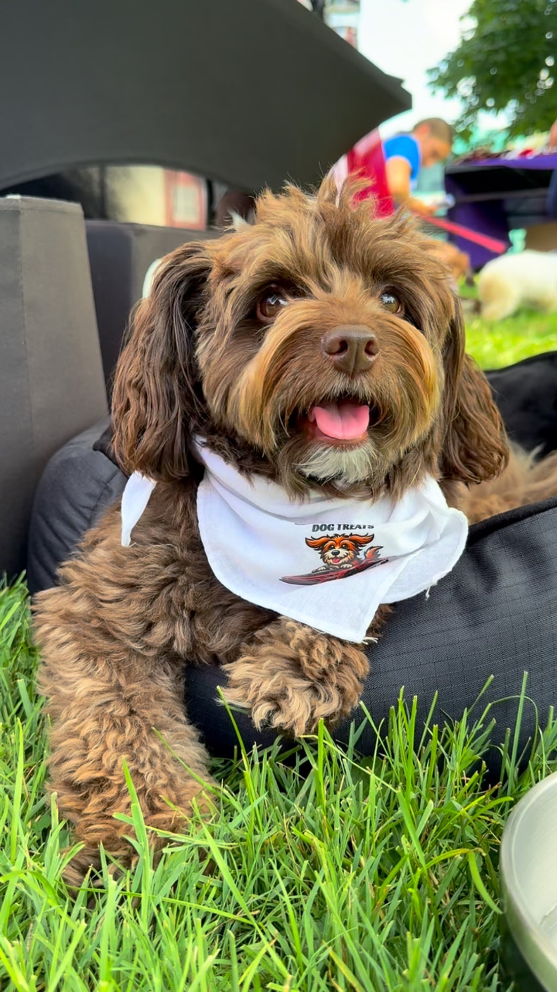 Just Ella… living her best life one tail wag at a time, Sniff and Shift on Instagram