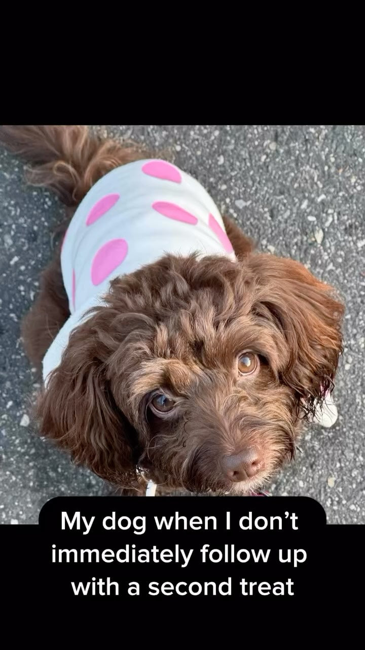 My dog when I don’t immediately follow up with a second treat:, Sniff and Shift on Instagram
