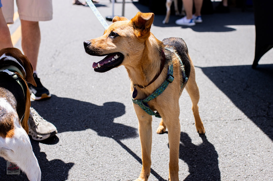 Don’t forget to grab your co-pilot and hit the road this weekend, Sniff and Shift on Instagram