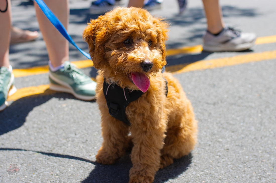 These smiles don’t come free… they’re earned, one delicious bite, Sniff and Shift on Instagram