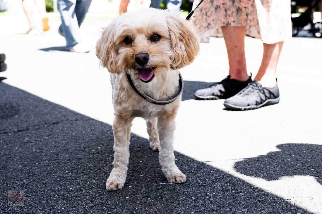 We can’t wait to see all the pups this weekend, Sniff and Shift on Instagram