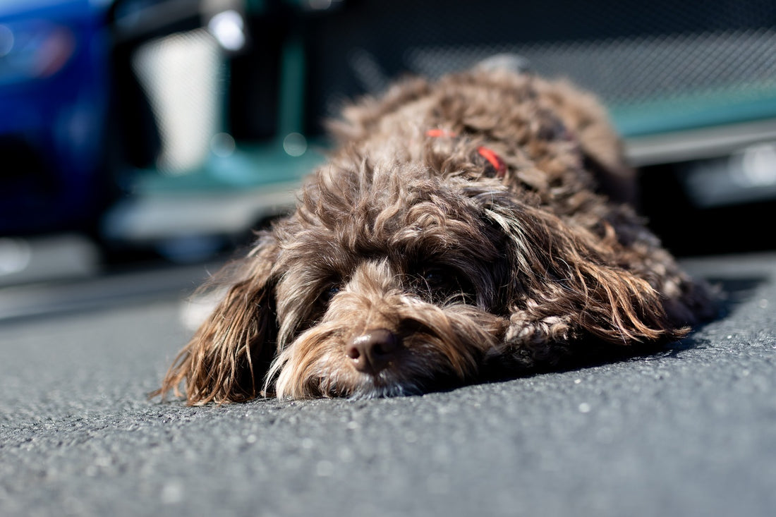 Her squishy face is patiently waiting… but I’m clearly taking way, Sniff and Shift on Instagram
