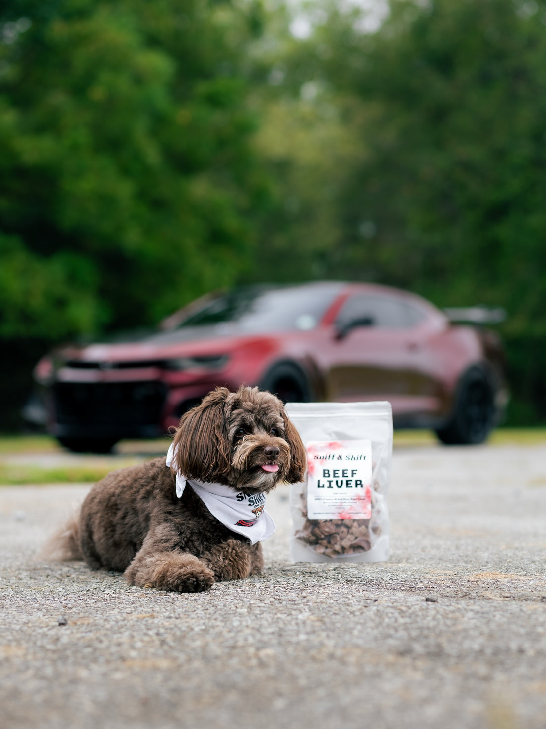 Happy National Dog Day, Sniff and Shift on Instagram