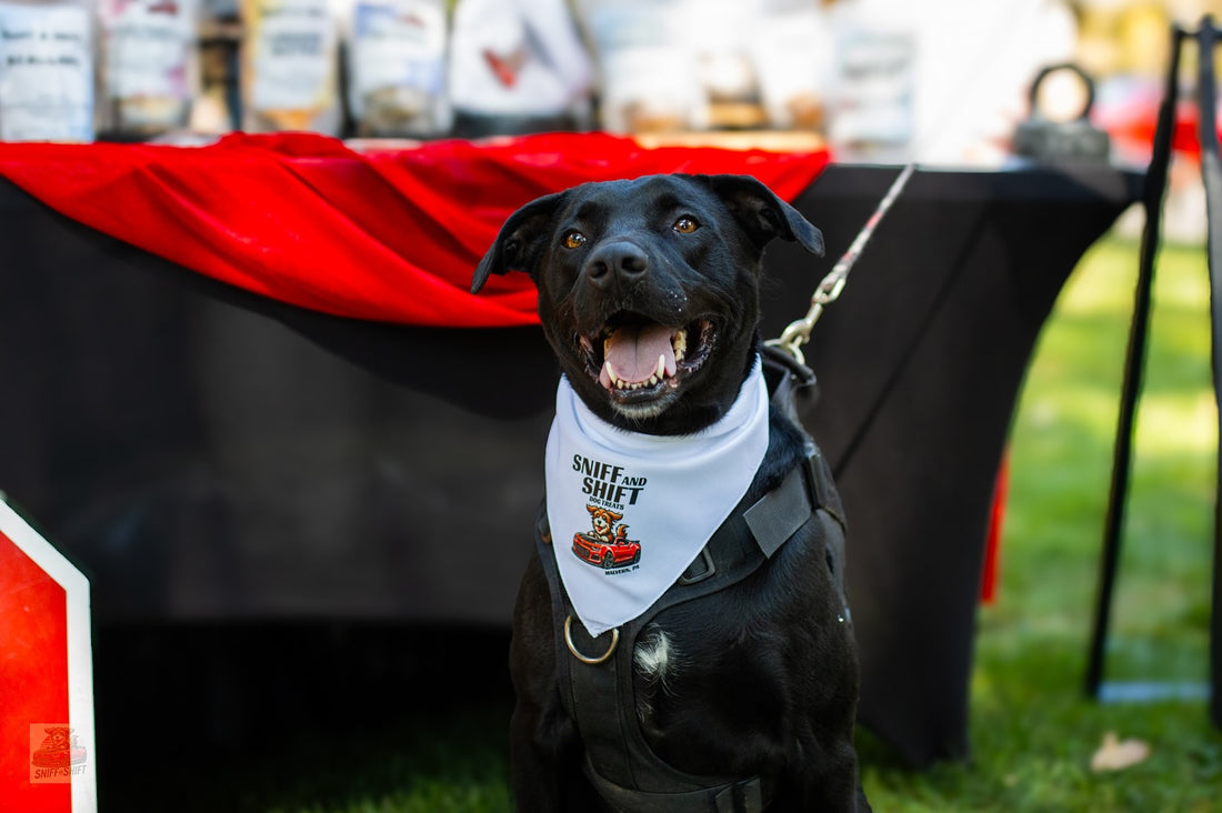 We had the absolute pleasure of meeting Max at WuffJam this past, Sniff and Shift on Instagram