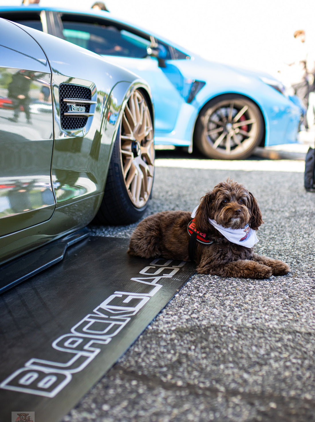 Ella hasn’t met a car yet that she won’t strike a perfect pose in, Sniff and Shift on Instagram