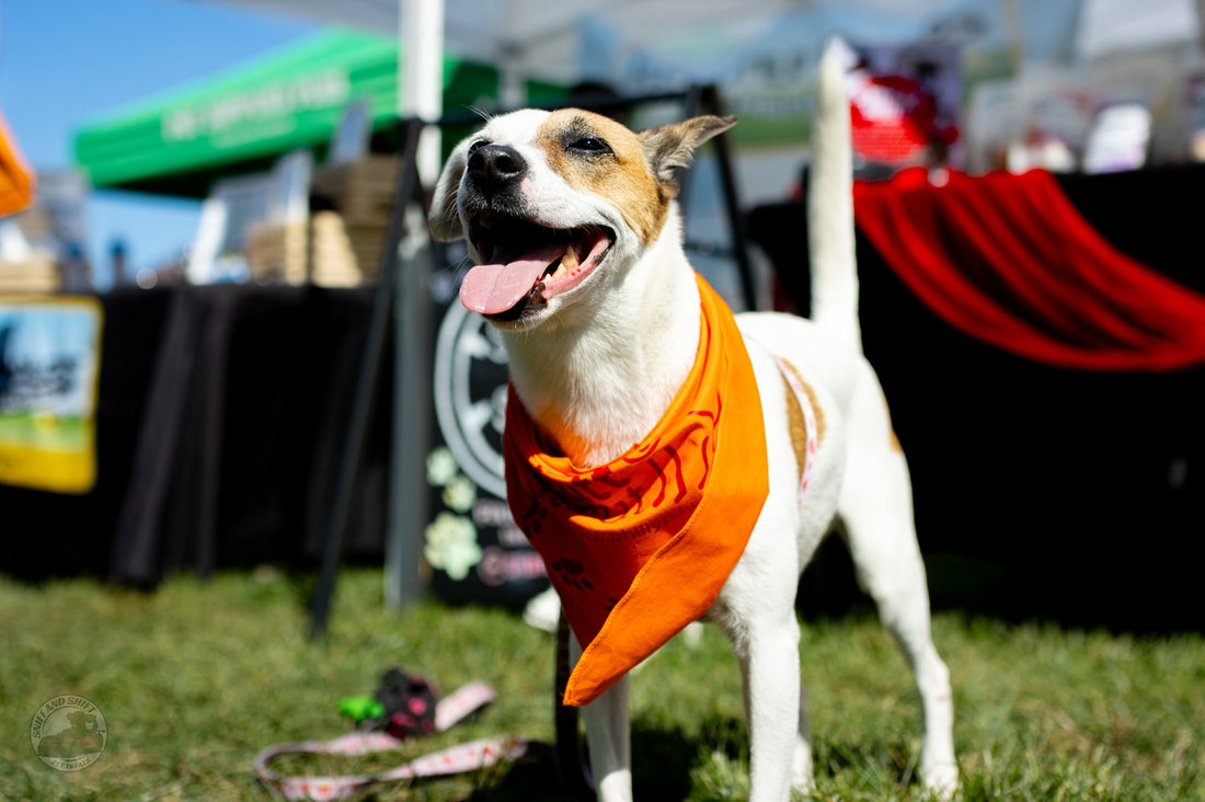 Cool air, wagging tails, and open roads ahead, Sniff and Shift on Instagram