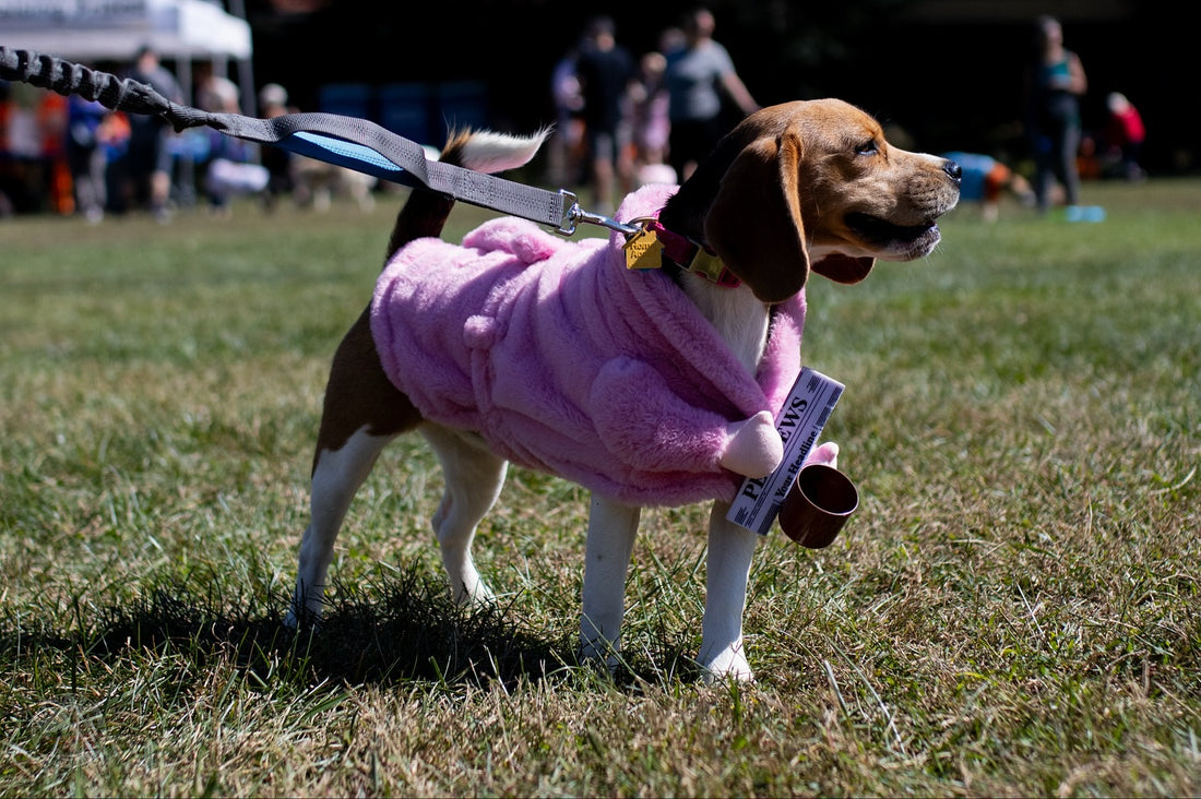 We can’t wait for BarkHop’s Trunk-or-Treat this weekend, Sniff and Shift on Instagram
