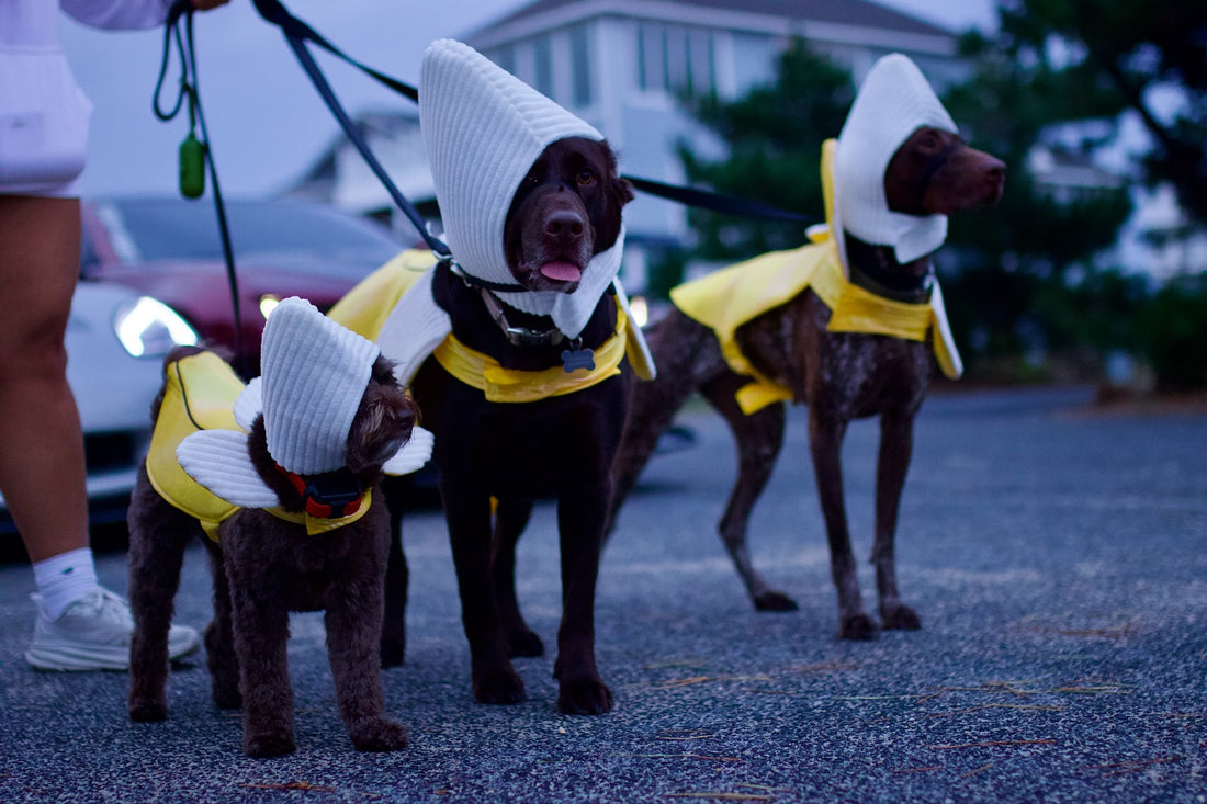 When life gives you a bunch of bananas… your dog expects snacks, Sniff and Shift on Instagram