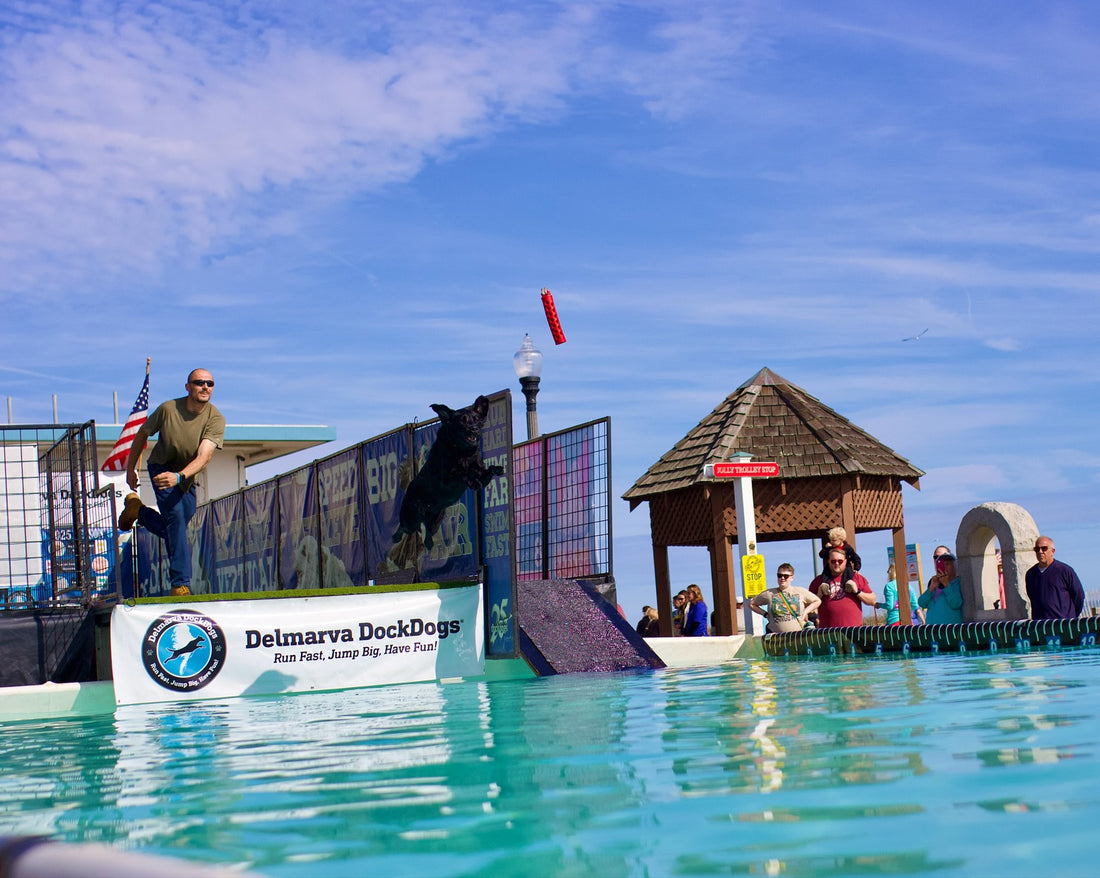 DockDogs always bring the energy, these pups launch like absolute, Sniff and Shift on Instagram