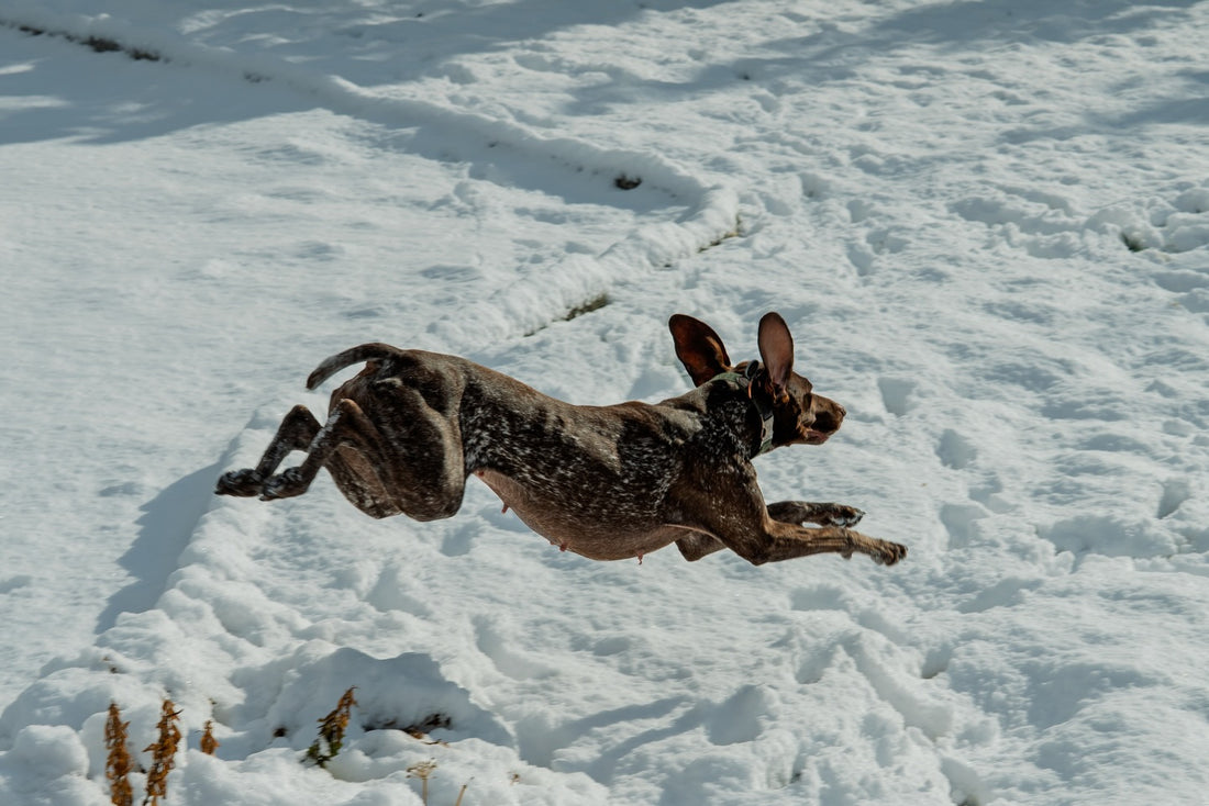 Snow day energy over here, Sniff and Shift on Instagram