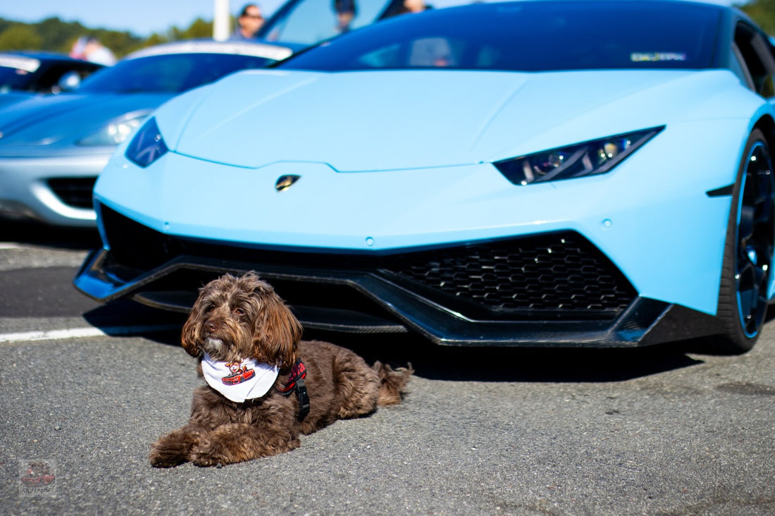 Day 14 of 24 Days of Shiftmas and Ella’s making every mile feel, Sniff and Shift on Instagram