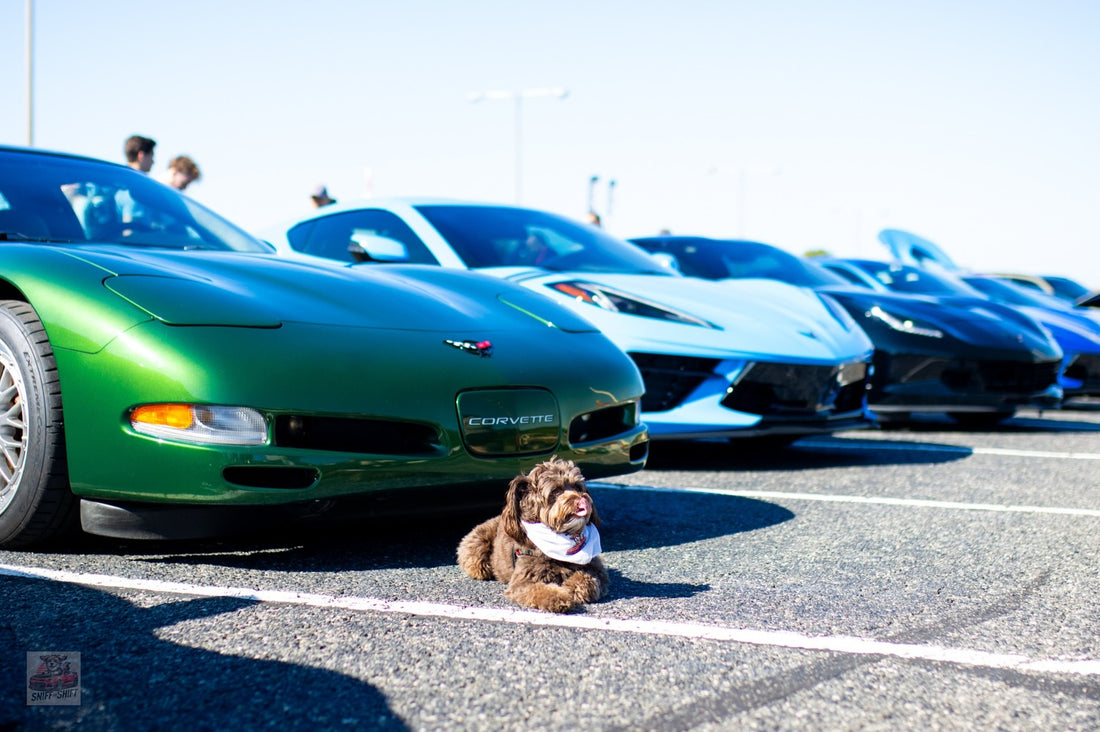 Day 16 of 24 Days of Shiftmas and Ella’s enjoying the ride as we, Sniff and Shift on Instagram