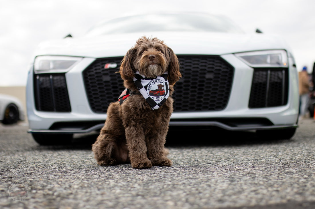 Day 3 of 24 Days of Shiftmas and Ella’s got her nose on the next, Sniff and Shift on Instagram