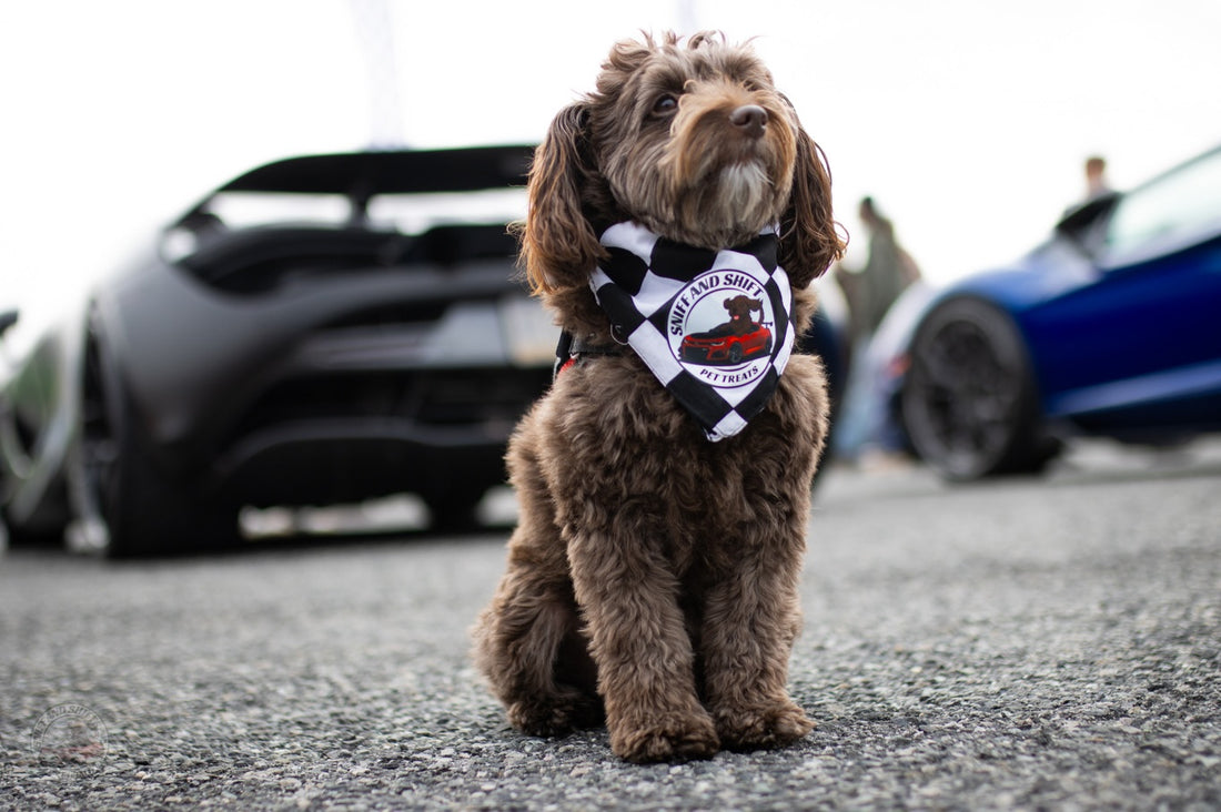 Day 8 of 24 Days of Shiftmas and Ella’s back on the move, sniffing, Sniff and Shift on Instagram