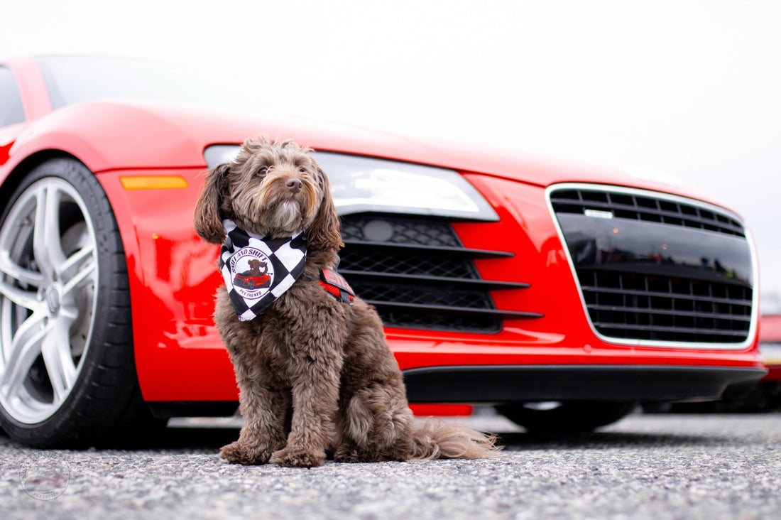 Day 21 of 24 Days of Shiftmas and Ella’s still cruising with that, Sniff and Shift on Instagram