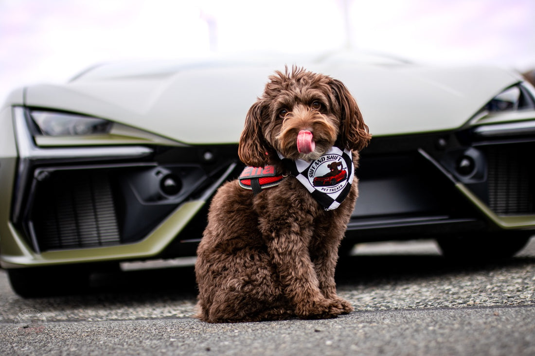 Day 12 of 24 Days of Shiftmas and Ella’s rolling into the halfway, Sniff and Shift on Instagram