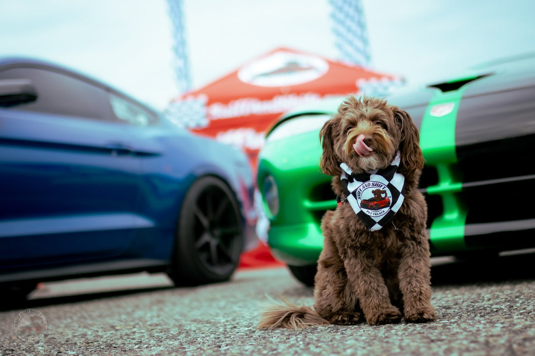 Day 13 of 24 Days of Shiftmas and Ella’s still running the show, Sniff and Shift on Instagram