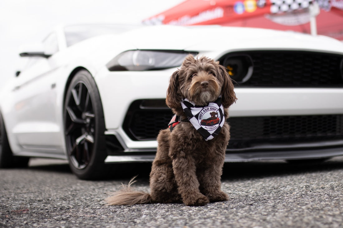 Day 4 of 24 Days of Shiftmas and Ella’s cruising like it’s her, Sniff and Shift on Instagram