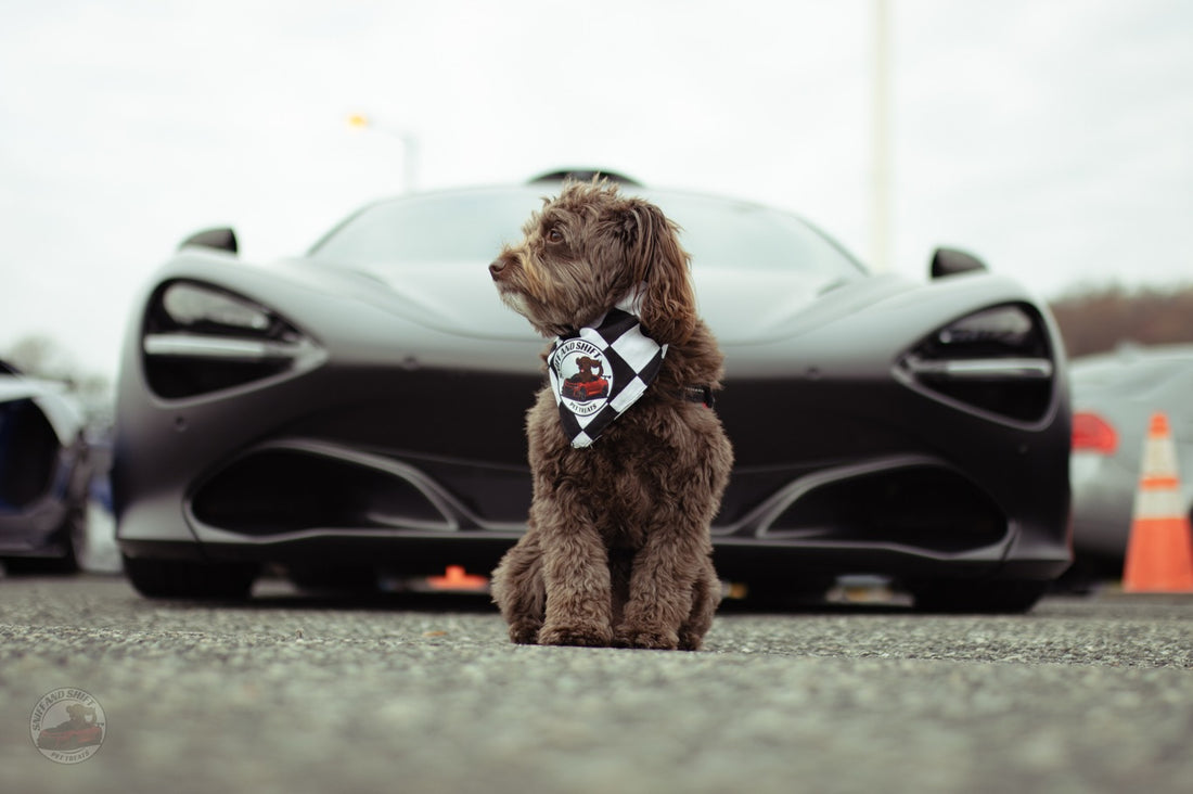Day 5 of 24 Days of Shiftmas and Ella’s riding shotgun with, Sniff and Shift on Instagram