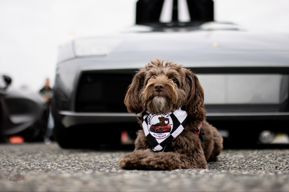 Day 2 of 24 Days of Shiftmas is rolling in, and Ella’s already, Sniff and Shift on Instagram
