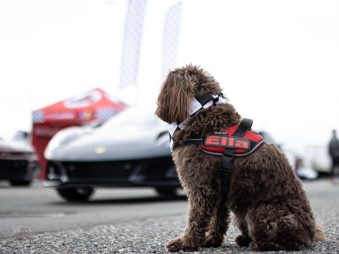Day 7 of 24 Days of Shiftmas and Ella’s tracking treats like a pro, Sniff and Shift on Instagram