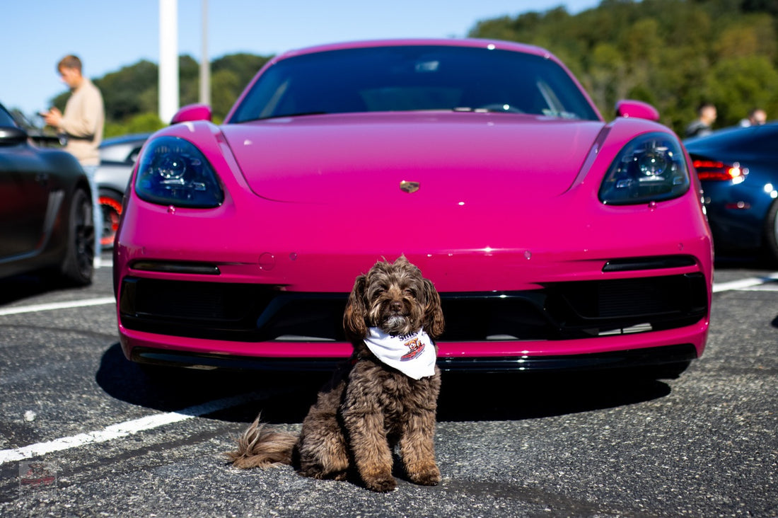 Day 17 of 24 Days of Shiftmas and Ella’s soaking up every mile of, Sniff and Shift on Instagram