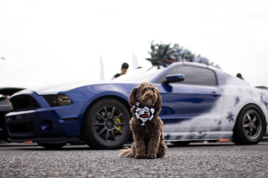 Day 11 of 24 Days of Shiftmas and Ella’s settling into her holiday, Sniff and Shift on Instagram