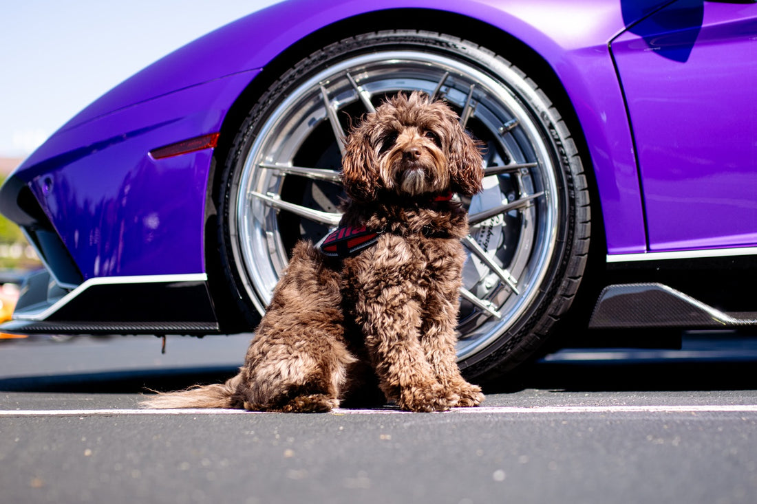 Day 10 of 24 Days of Shiftmas and Ella’s cruising into double, Sniff and Shift on Instagram