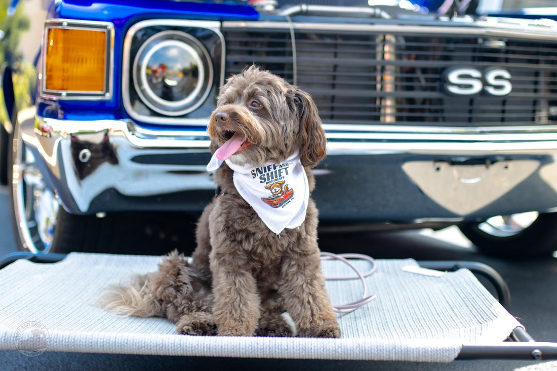 Day 19 of 24 Days of Shiftmas and Ella’s riding through the season, Sniff and Shift on Instagram