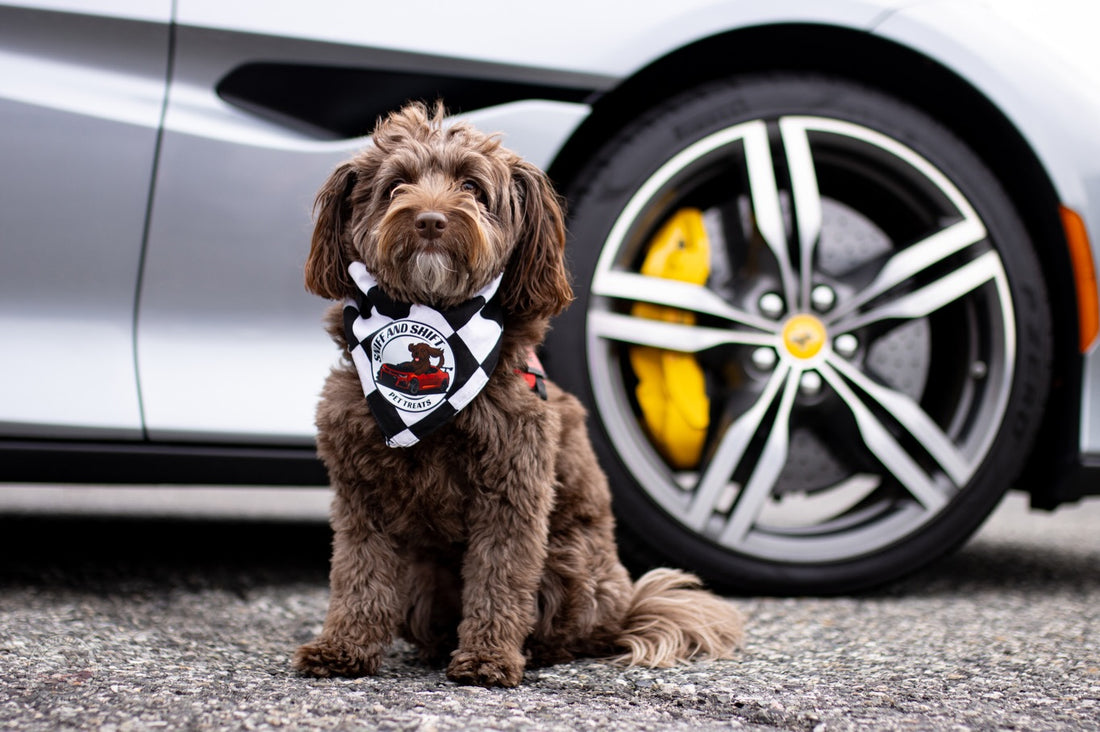 Day 18 of 24 Days of Shiftmas and Ella’s still cruising strong as, Sniff and Shift on Instagram