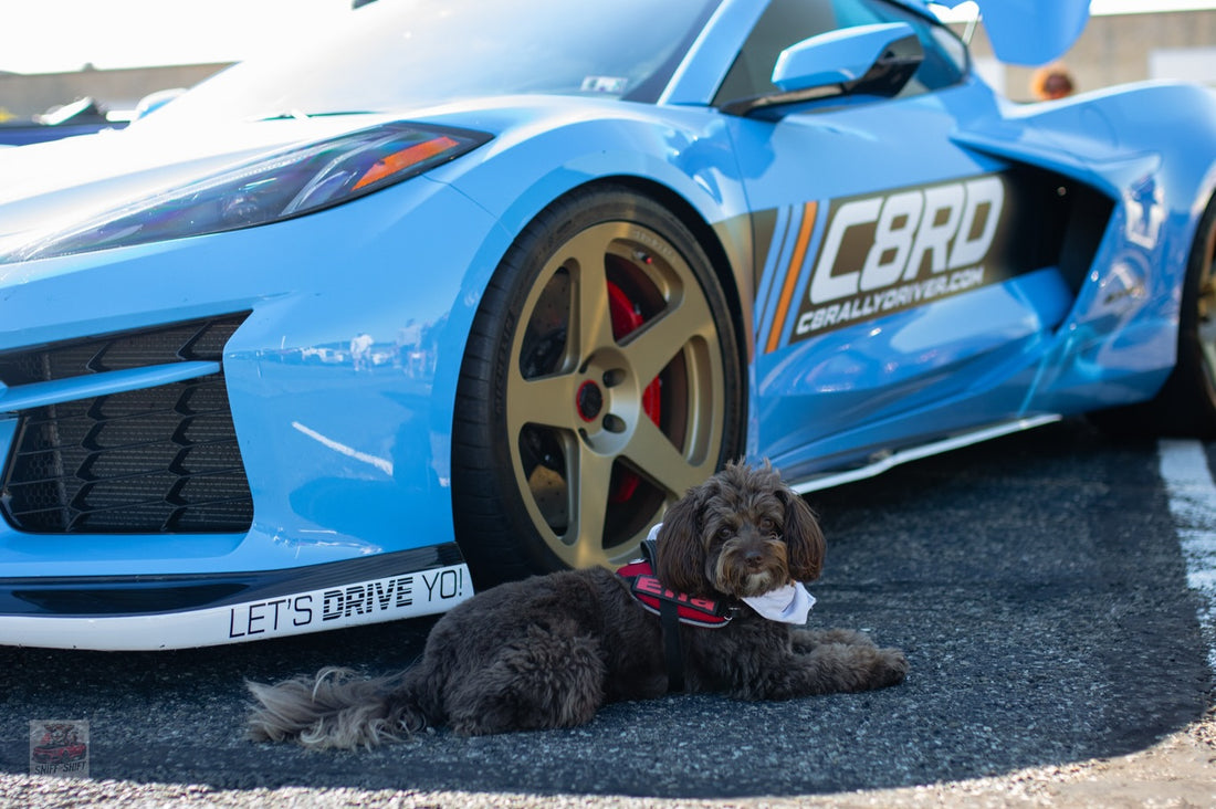Day 22 of 24 Days of Shiftmas and Ella’s soaking in the final, Sniff and Shift on Instagram