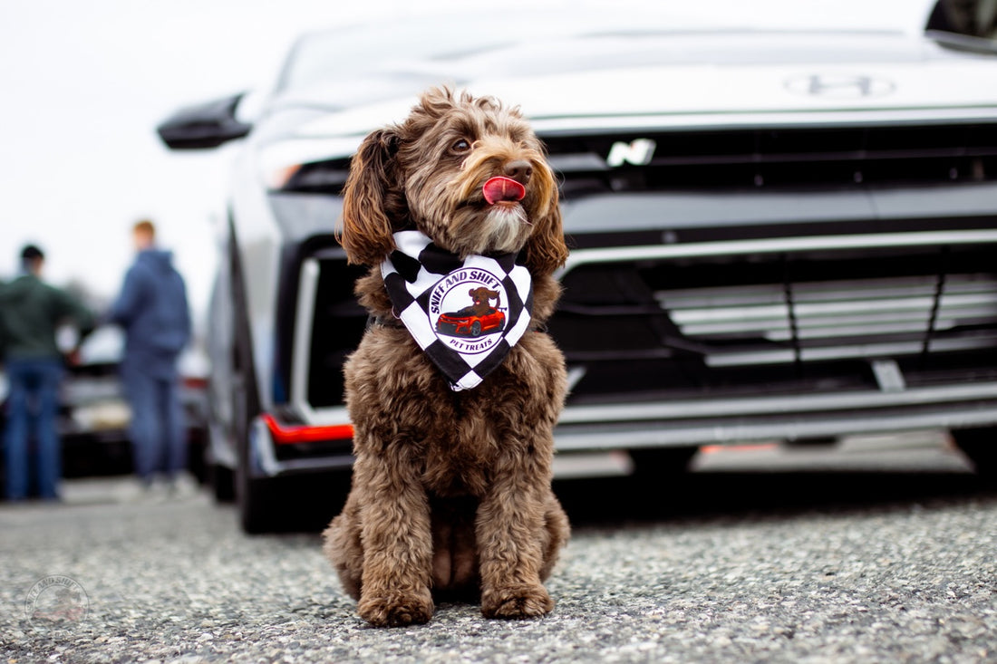 Day 24 of 24 Days of Shiftmas and Ella’s closing out the holiday, Sniff and Shift on Instagram