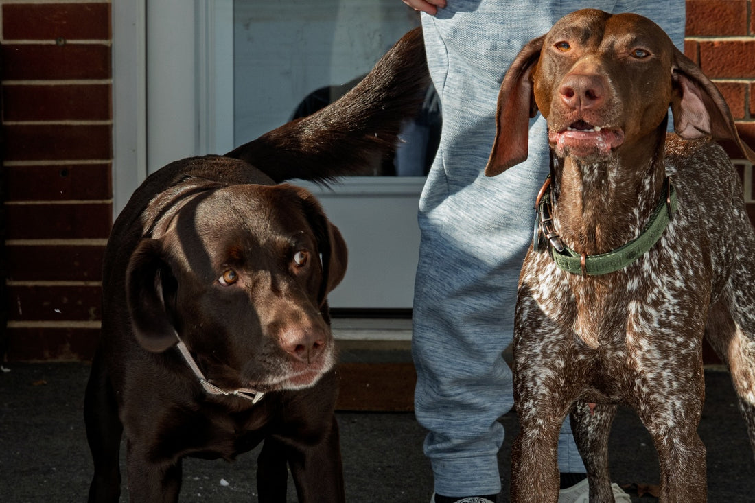 Snow day loading…, Sniff and Shift on Instagram