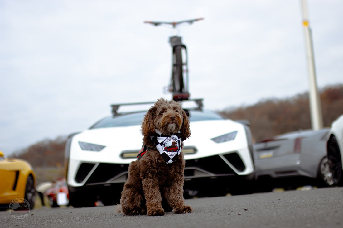 Day 23 of 24 Days of Shiftmas and Ella’s wrapping up our favorite, Sniff and Shift on Instagram
