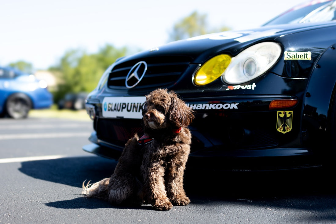 Missing car season, Sniff and Shift on Instagram