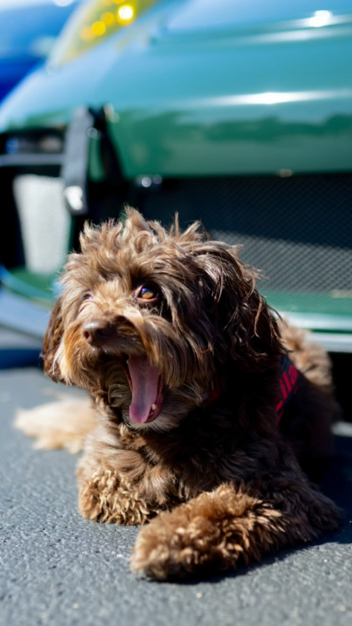 At this point, my camera roll is just Ella and cars… and honestly,, Sniff and Shift on Instagram