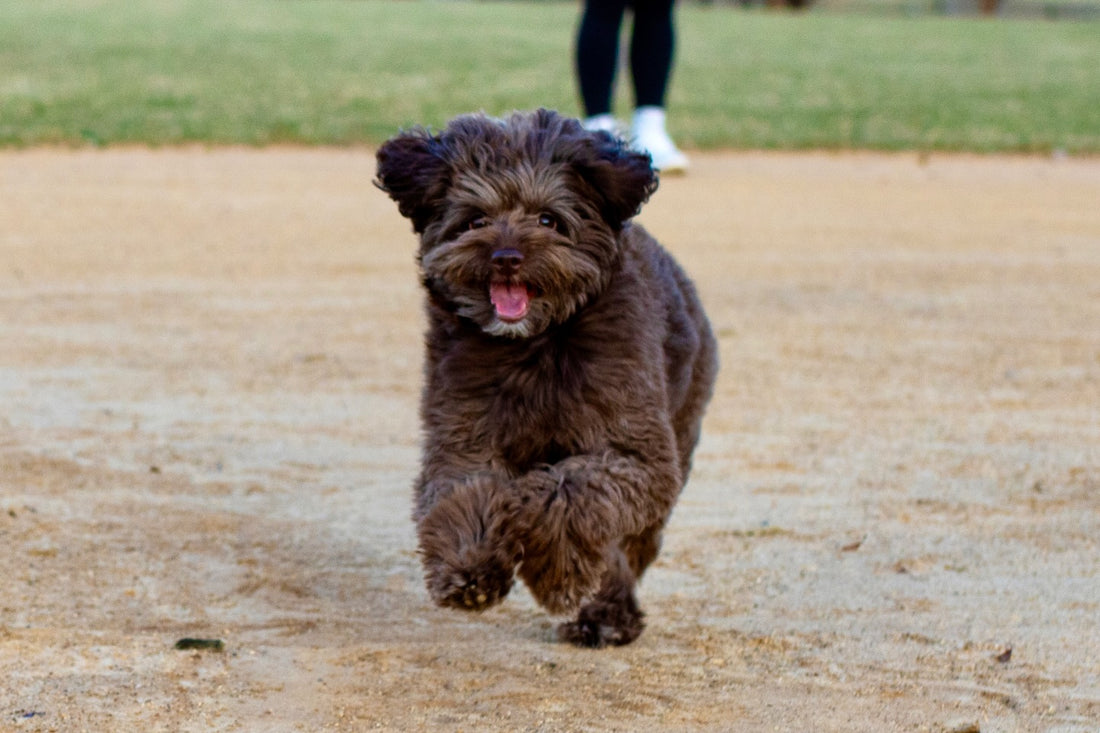 Ella might be cute… but once treats are involved she’s in full, Sniff and Shift on Instagram