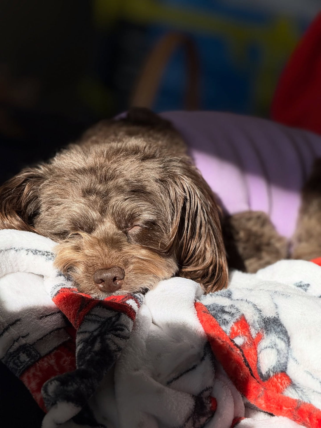 Snow days have Ella daydreaming about treats… and seriously, Sniff and Shift on Instagram