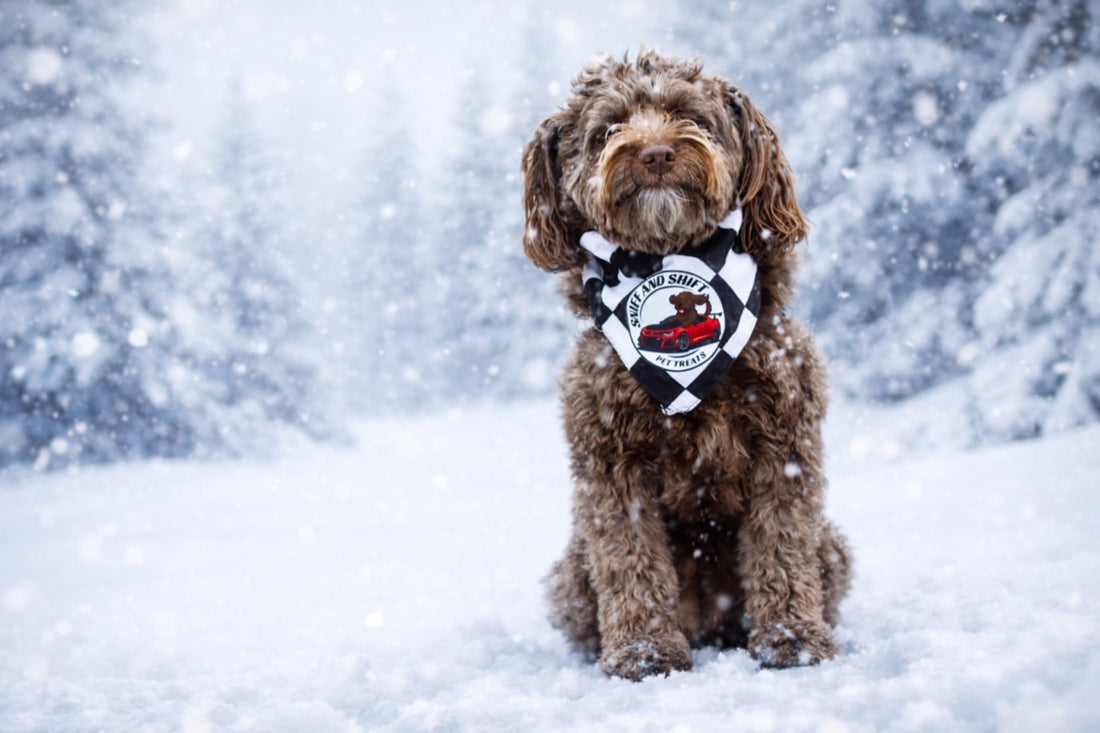 Snow day reminder for our pup parents, Sniff and Shift on Instagram