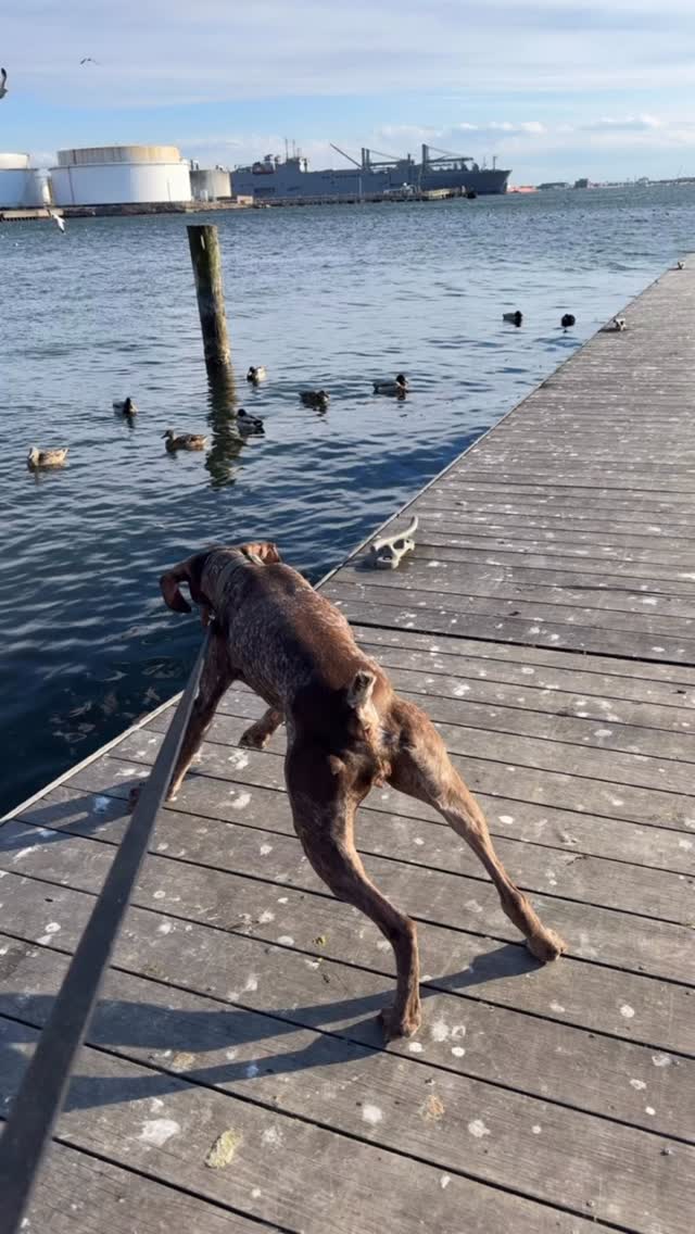 Typically GSP behavior, Sniff and Shift on Instagram
