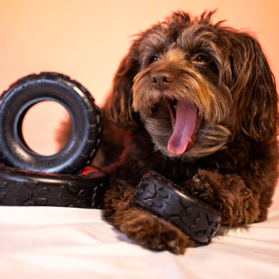 Ella is pretty excited… we finally found a tire that doesn’t cord, Sniff and Shift on Instagram