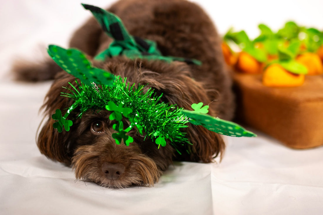 Feeling lucky this March, Sniff and Shift on Instagram