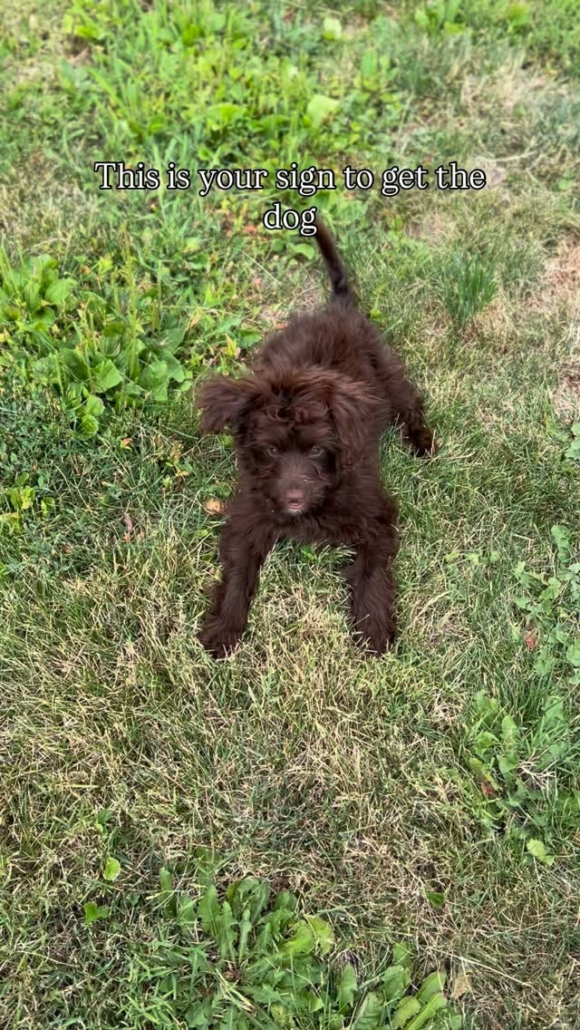 We love our little ankle biter…, Sniff and Shift on Instagram