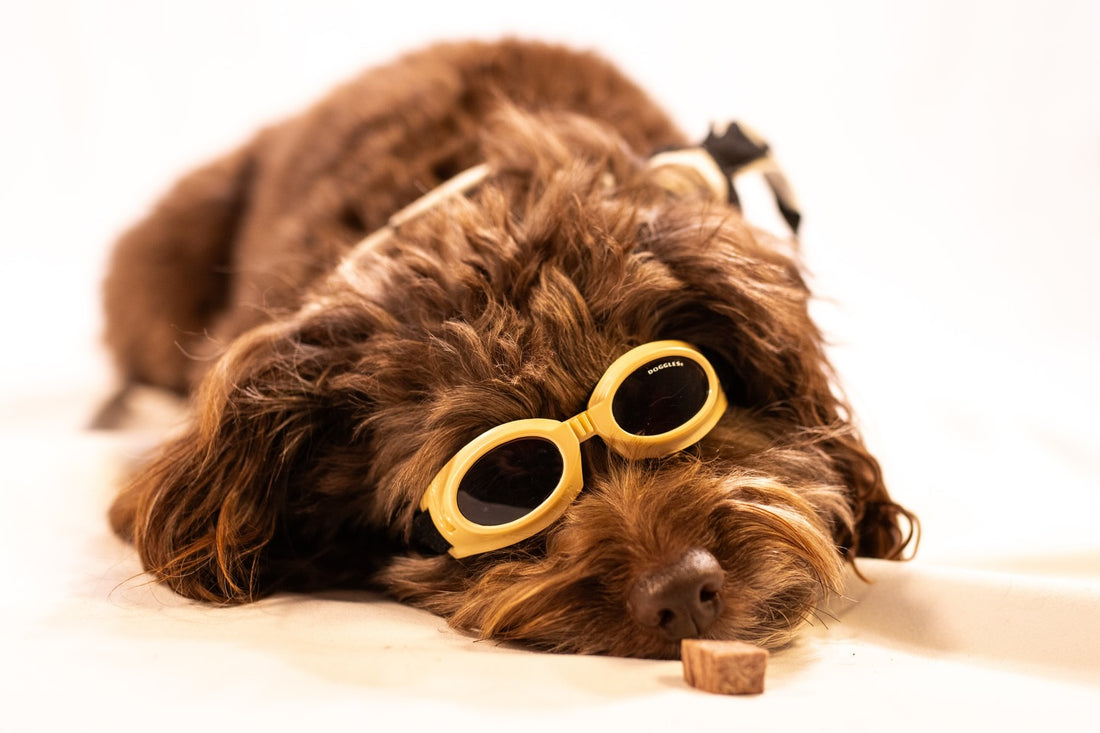 Ella has officially requested more sunny days and fewer cloudy ones, Sniff and Shift on Instagram