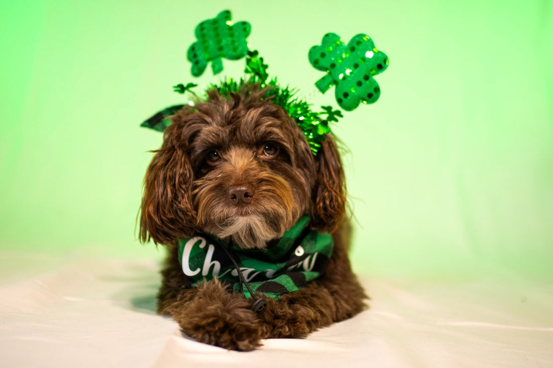 Feeling lucky… or just lucky to have a good copilot, Sniff and Shift on Instagram