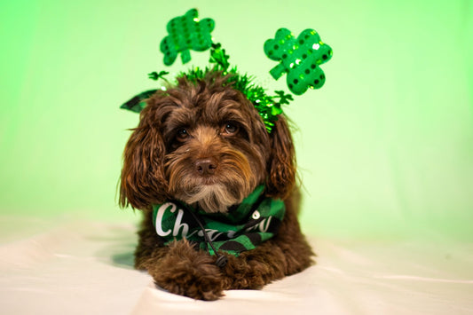 Feeling lucky… or just lucky to have a good copilot, Sniff and Shift on Instagram