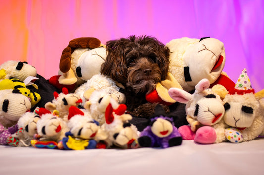 Can you guess Ella’s favorite toy since she was just a puppy, Sniff and Shift on Instagram